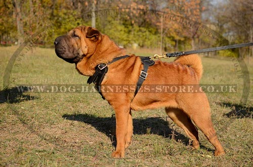 Dog Harness Shar-Pei