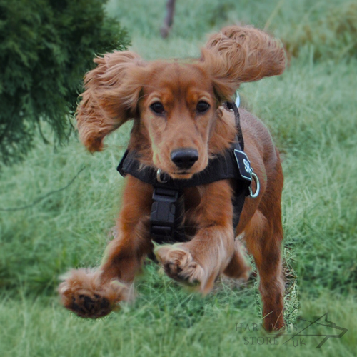 Spaniel Dog Harness