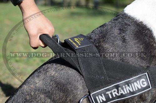 Bull Terrier Harness UK