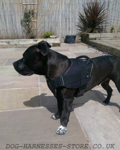 Nylon Dog Harness for Sale