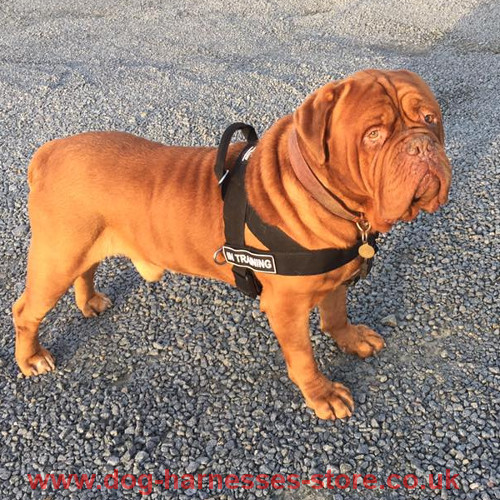 Identification Dog Harness