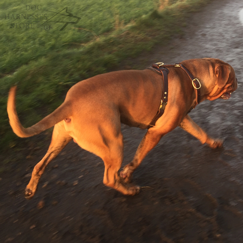 Dogue de Bordeaux in Leather Dog Harness