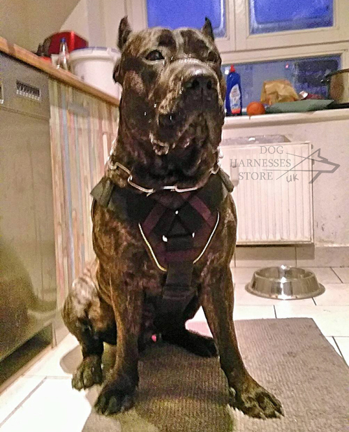 Sport Harness for Dogo Canario
