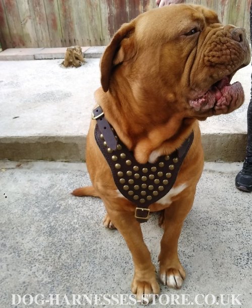 Dogue de Bordeaux Harness UK