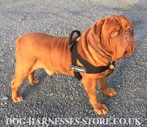 Dogue de Bordeaux Harness UK