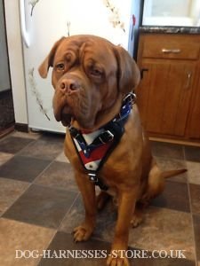 Dogue de Bordeaux Harness UK