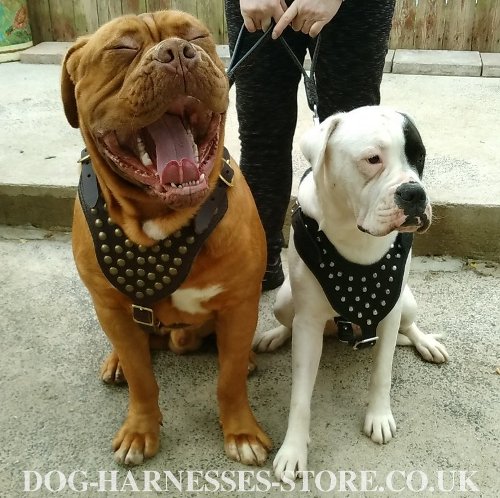Dogue de Bordeaux Leather Dog Harness UK