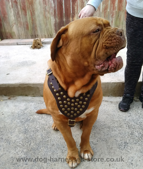 Dogue de Bordeaux Harness