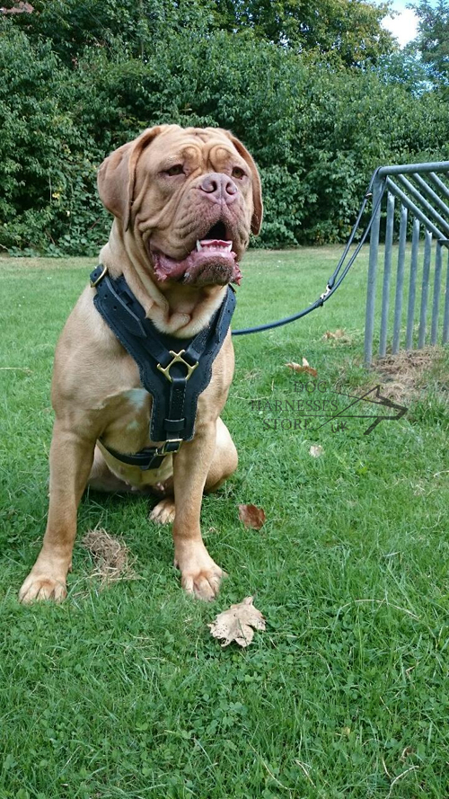 Leather Dog Harness