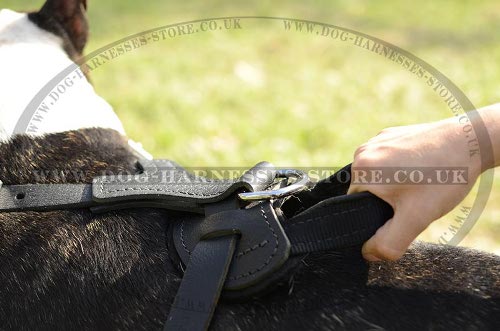 Bull Terrier Harness Leather