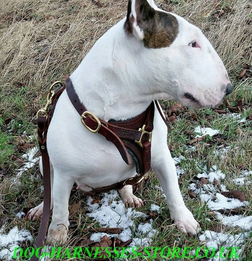 English Bull Terrier Harness for Sale