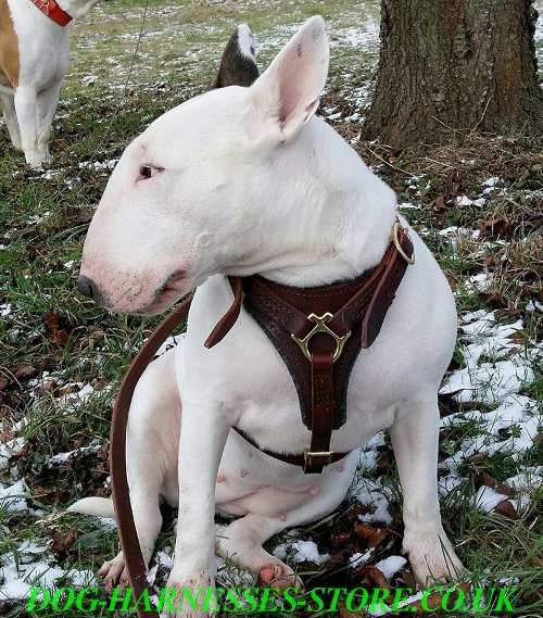 English Bull Terrier Harness