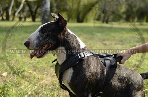 Leather Engish Bull Terrier Dog Harness
