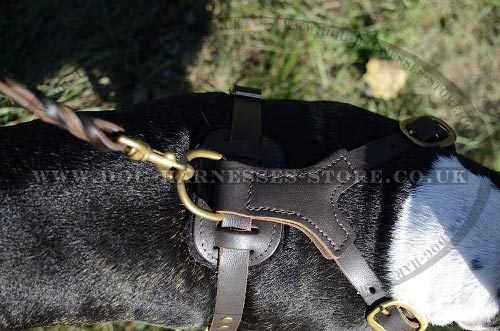 Bull Terrier Harness UK