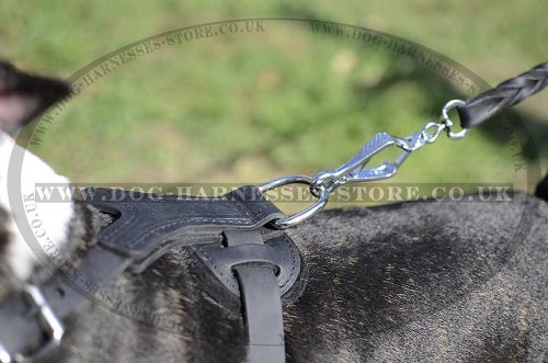 English Bull Terrier Harness UK