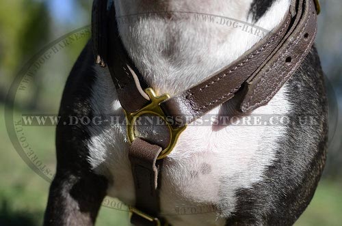 English Bull Terrier Harness UK