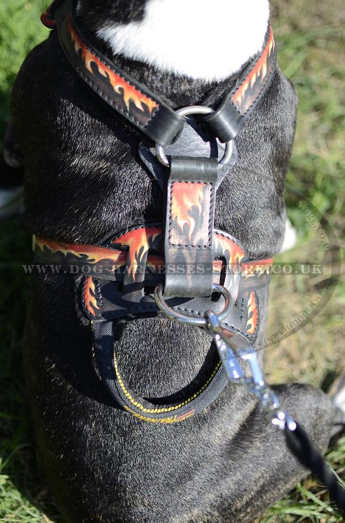 Bull Terrier Harness UK