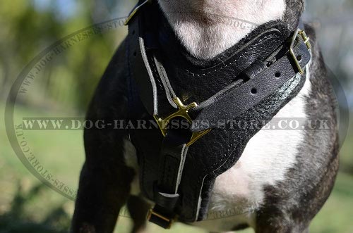 Bull Terrier Harness