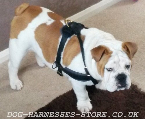 English Bulldog Harness UK