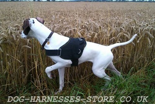 English Pointer Training Harness UK