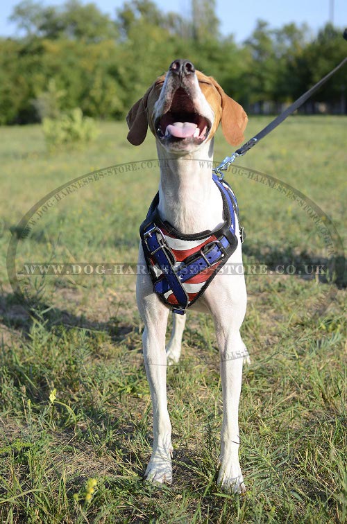 English Pointer Dog Harness UK