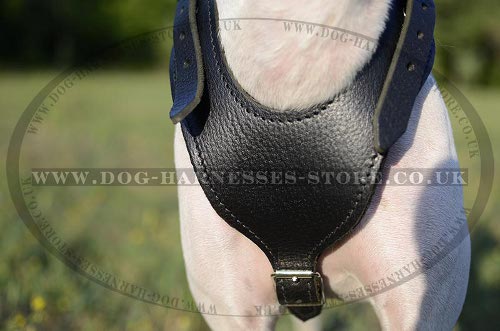 English Pointer Harness