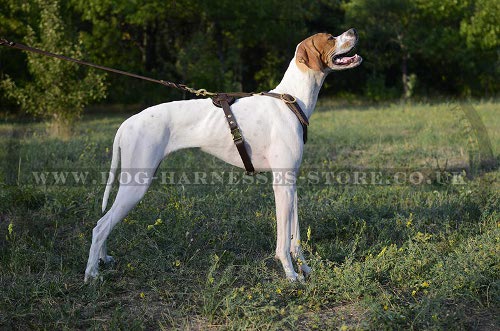 English Pointer Harness