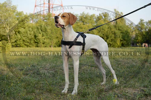 English Pointer Harness