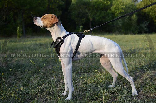 English Pointer Harness