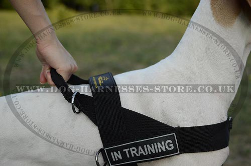 English Pointer Harness