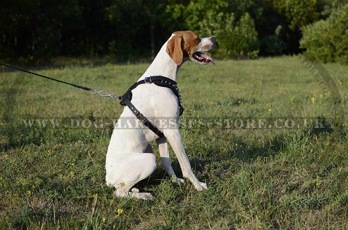 English Pointer Harness