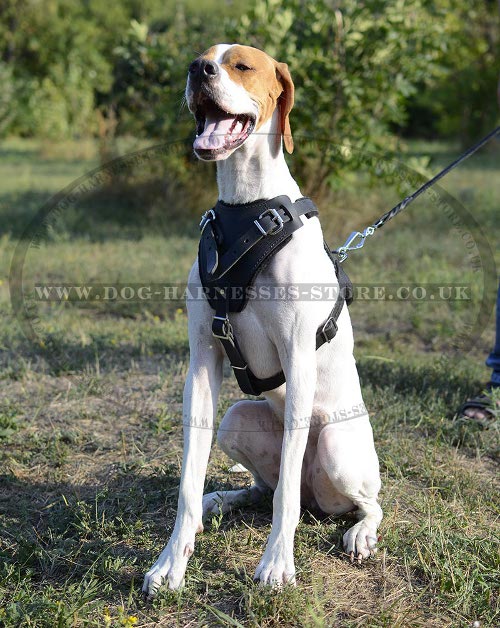 English Pointer Harness UK Leather