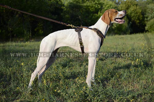 English Pointer Harness