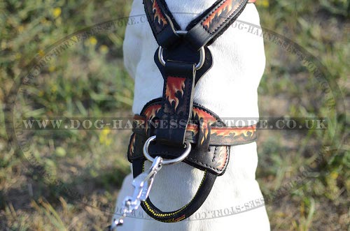 English Pointer Harness with Fiery Drawing