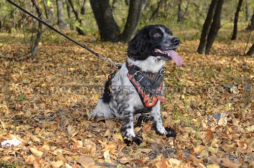 Cocker Spaniel Harness UK Flamy