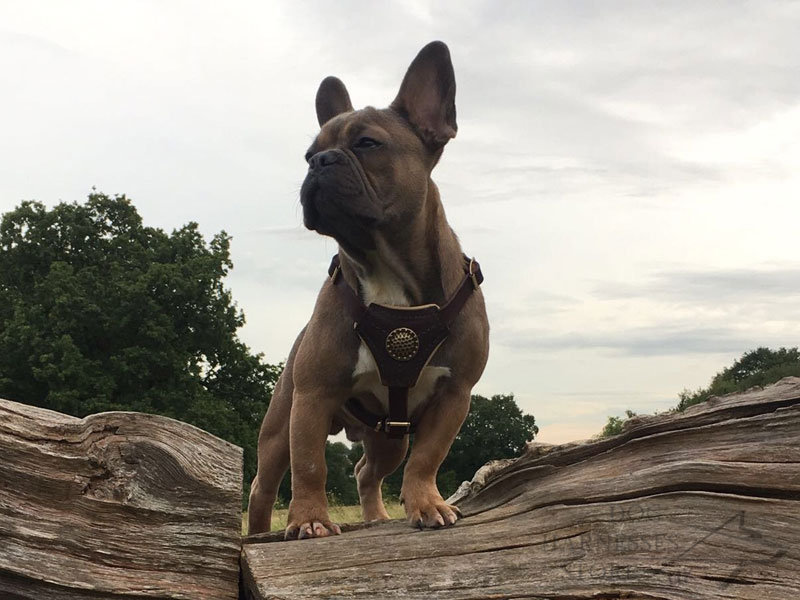 Royal Dog Harness | French Bulldog Harness - £51.90