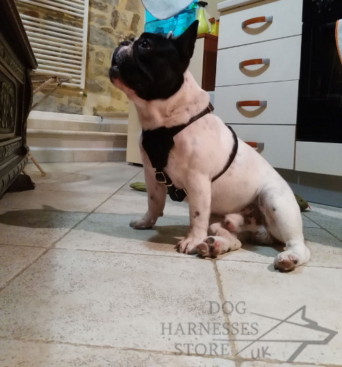 French Bulldog Leather Harness UK