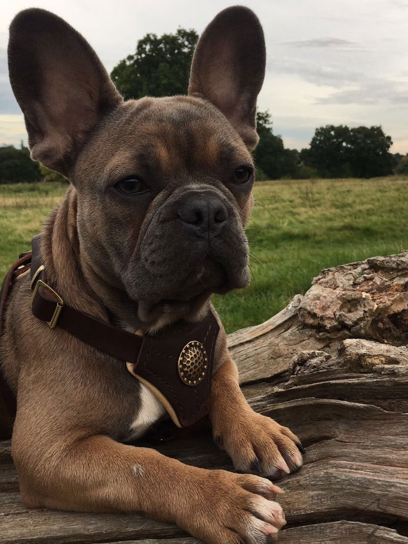 Royal Dog Harness French Bulldog Harness £51.90