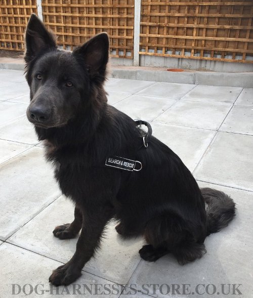 German Shepherd Harness for Sale UK