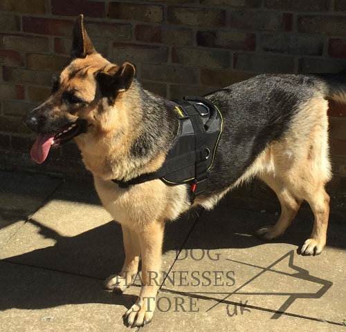 German Shepherd Harness UK