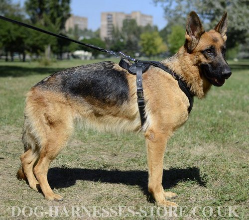 GSD Harness UK