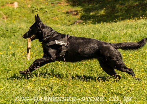 German Shepherd Harness UK