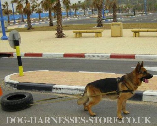 German Shepherd Pulling Harness UK