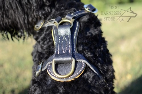 Giant Black Russian Terrier Harness