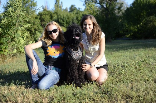 Giant Russian Black Terrier Harness