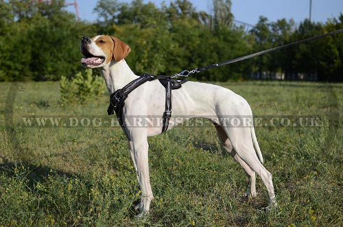 Harness for Pointer UK Unique