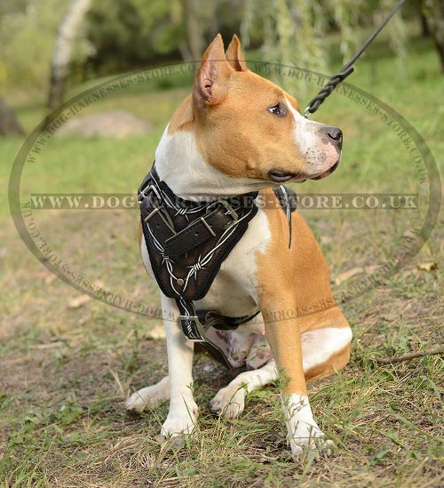 Amstaff Harness UK Hand Painted