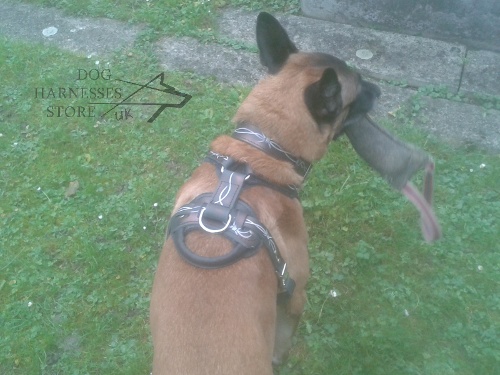 Handmade Dog Harness