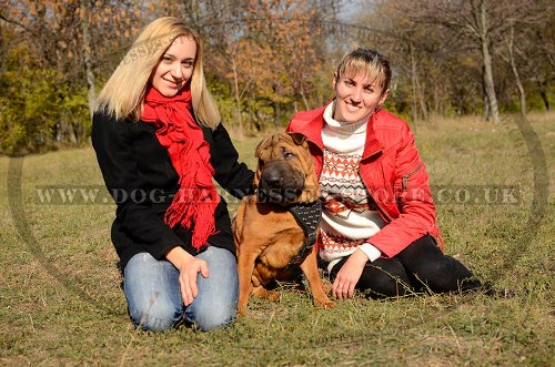 Harness for a Shar-Pei