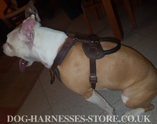 Harness for Amstaff
